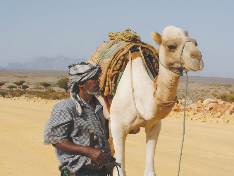 صورة الغلاف الأمامي - الجمل والإنسان العربي