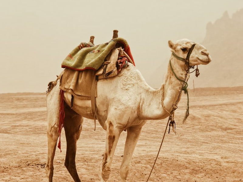 Camels in Tunisian Proverbs