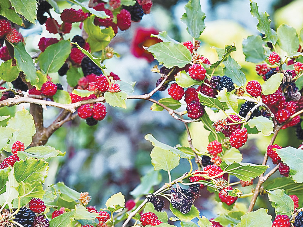 Tales of folk beliefs in Tebessa, Algeria: The example of The Mulberry Tree